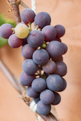 Purple red grapes with green leaves on the vine. fresh fruit. A garter of ripe grapes.