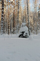 Winter frosty forest. There is a lot of snow and trees in the snow.