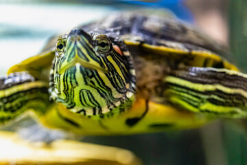 The red-eared turtle swims in the water. Close-up. Lovely pet. Selective focus.