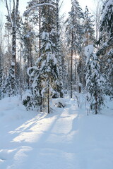 Winter frosty forest. There is a lot of snow and trees in the snow.