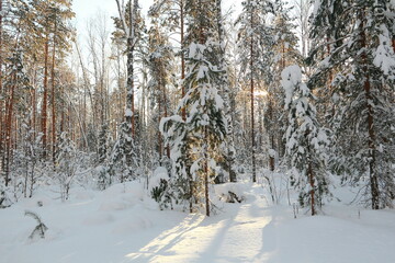 Winter frosty forest. There is a lot of snow and trees in the snow.