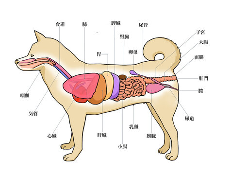 雌犬のからだ解剖図１