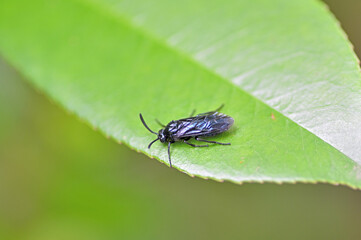 ルリチュウレンジの成体