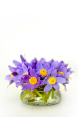 Bouquet of purple spring flowers in a vase on white background, snowdrops violet blue bells flowers