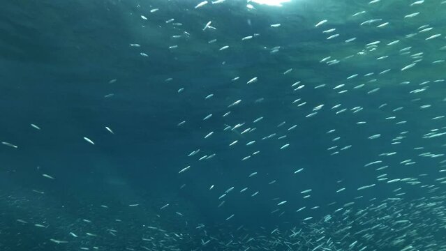 Shoal of Blue sprat, Delicate round herring or blueback sprat (Spratelloides delicatulus). Massive school of small fish swims in the blue water 
