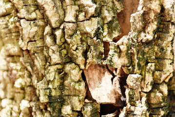 closeup texture of trunk surface