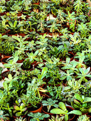 green leaves background