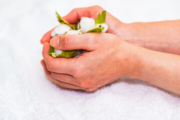 綿花　綿　収穫　【 コットン の イメージ 】