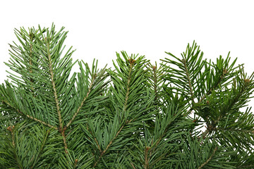Christmas tree branches on a white background