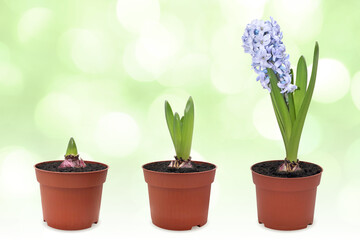purple hyacinth grows in a pot