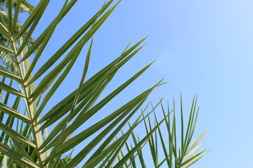 palm leaves against the sky