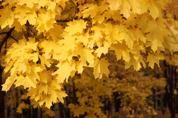 autumn maple yellow leaves background