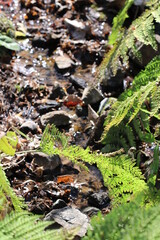 Japanese high land narrow stream with aquatic plants under the sun shine day photograph. シダ植物の生い茂る湿地帯の小さな流れと青々した早春の若葉を撮った画像。