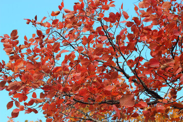 autumn red leaves on tree background