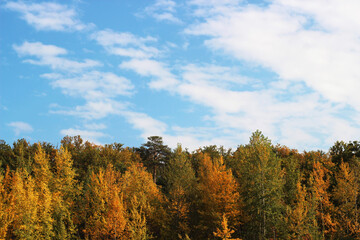 Fototapeta na wymiar autumn trees against the blue sky