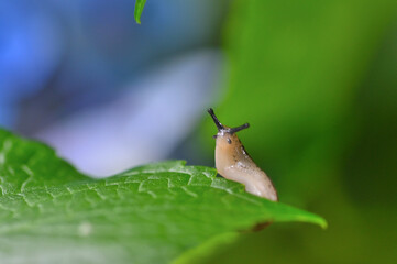 アジサイの葉を這うナメクジ