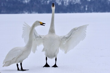 Singing a Love Song, white swans in the snow, Lake Kussharo in Hokkaido, Japan　歌うオオハクチョウ　屈斜路湖北海道