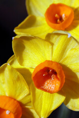 Bright big yellow and orange Daffodill(Narscissus) flower full blooming under sun light. Close up macro photograph. 日差しをたっぷりと浴びて光り輝く濃厚な黄色い水仙の花のマクロ接写写真。