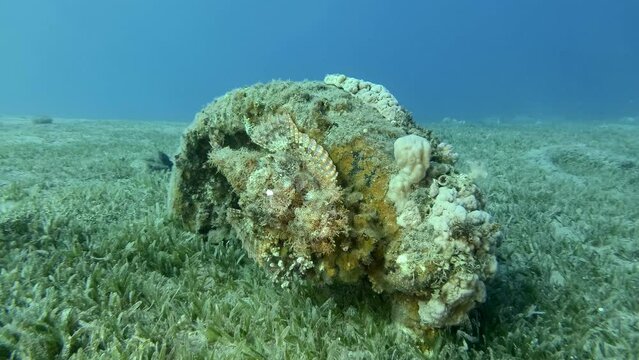 Scorpion fish lie on coral. Bearded Scorpionfish (Scorpaenopsis barbata)