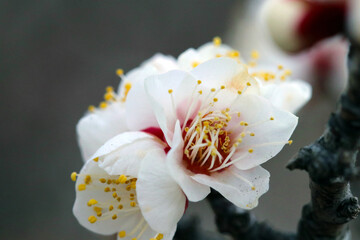 Fototapeta na wymiar White plum flowers from the grove shining under the sun light of the early spring. 早春の日差しを浴びて輝く白い梅の花と花枝。