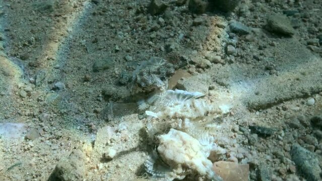 Three Seamoth met on the seabed during the mating season. Pegasus, Little Dragonfish or Common Seamoth (Eurypegasus draconis)