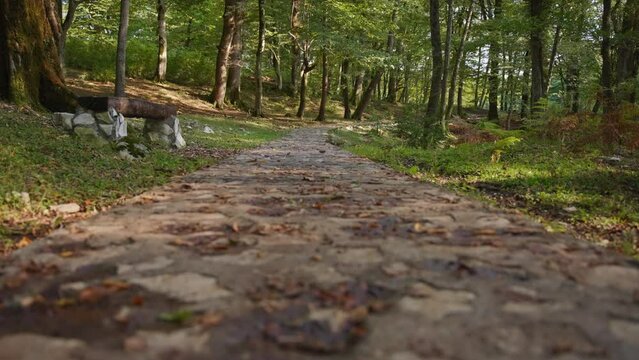 Stone pathway in the forest. Low angle, dolly shot, slow motion. 