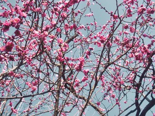 冬に一足早く都内で咲く梅