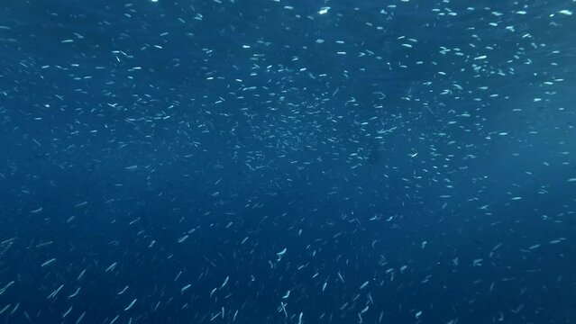 Shoal of Blue sprat, Delicate round herring or blueback sprat (Spratelloides delicatulus). Massive school of small fish swims in the blue water 