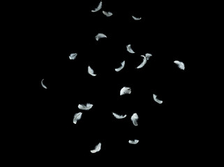 Abstract Down Feathers. White Bird Feathers Falling in The Air. Swan Feather on Black Background.	