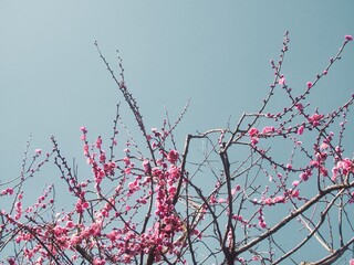 オールドレンズで撮った冬の梅