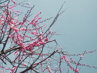 冬に一足早く都内で咲く梅