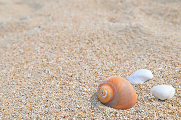 砂浜 貝殻 テクスチャ