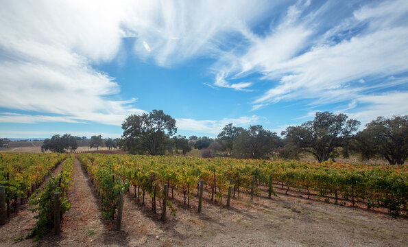 Winery vineyard under blue sky cumulus clouds