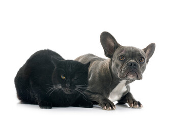 french bulldog and cat