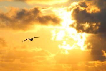 sunset in the clouds with a bird