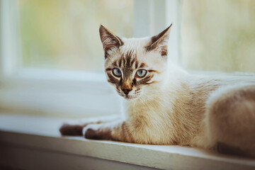 Cute domestic beautiful kitten is lying on the white wooden windowsill of the house near the window on a cloudy summer day. A pet.