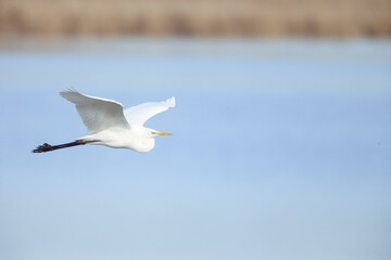 Grande aigrette