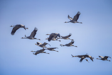 Retour migration grues cendrées
