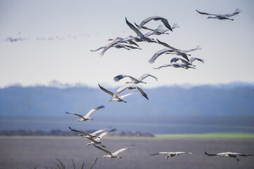 Retour migration grues cendrées