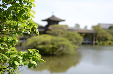 京都　平安神宮神苑　栖鳳池の辺に建つ橋殿と梅の実