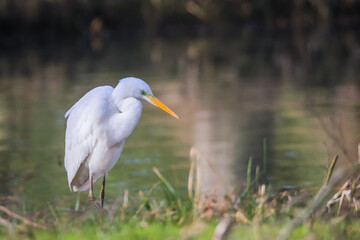Grande aigrette