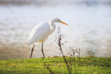 Grande aigrette