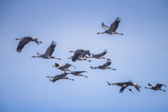 Retour migration grues cendr&eacute;es