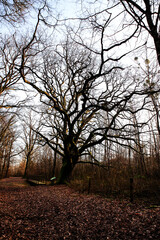 Chêne pédonculaire séculaire