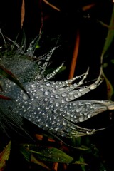 White feather in dark background 