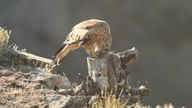 red kite feeds on its prey on a tree trunk