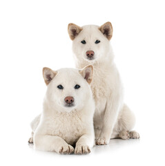 Obraz premium white shiba inus in studio