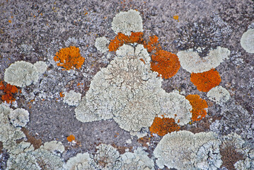 multicolored lichen