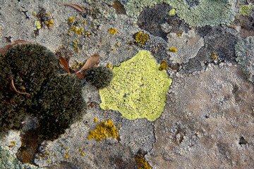 multicolored lichen