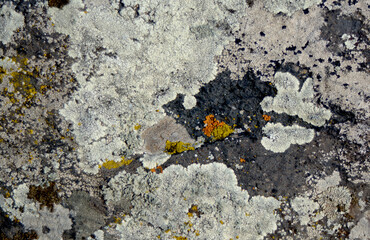 multicolored lichen